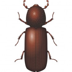 Lesser Grain Borer6